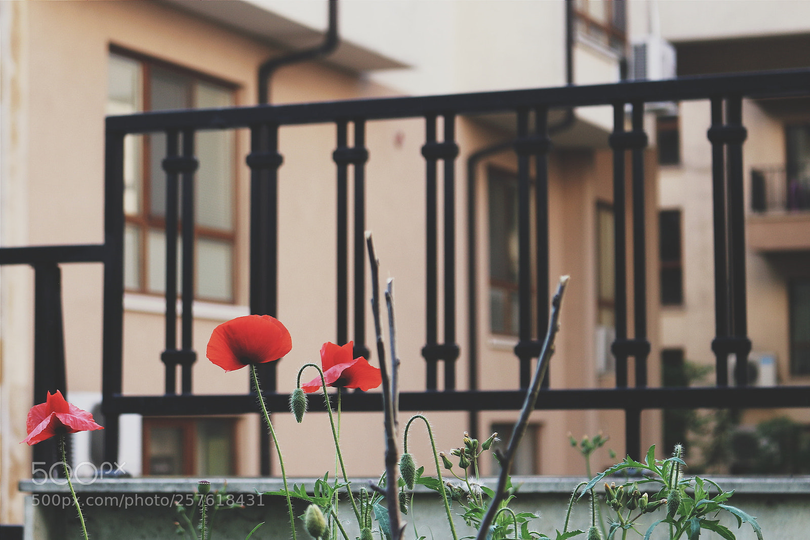 Canon EOS 700D (EOS Rebel T5i / EOS Kiss X7i) sample photo. Untitled photography