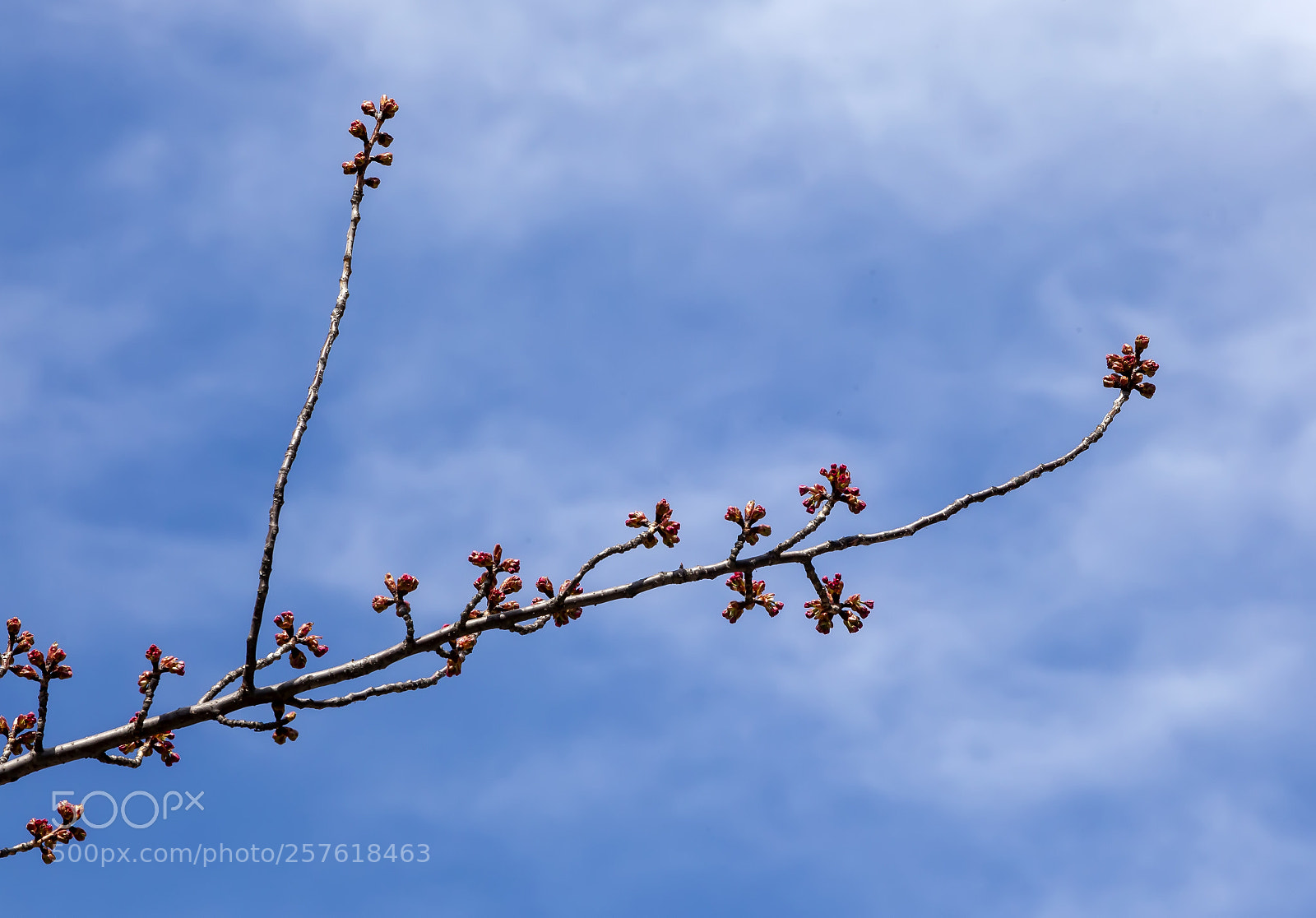 Canon EOS 5D Mark II sample photo. Budding cherry tree photography