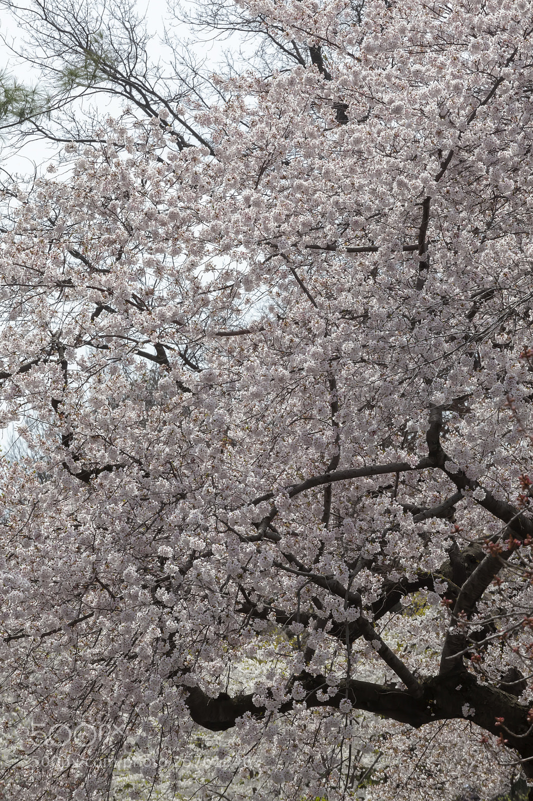 Canon EOS 5D Mark II sample photo. Cherry trees photography