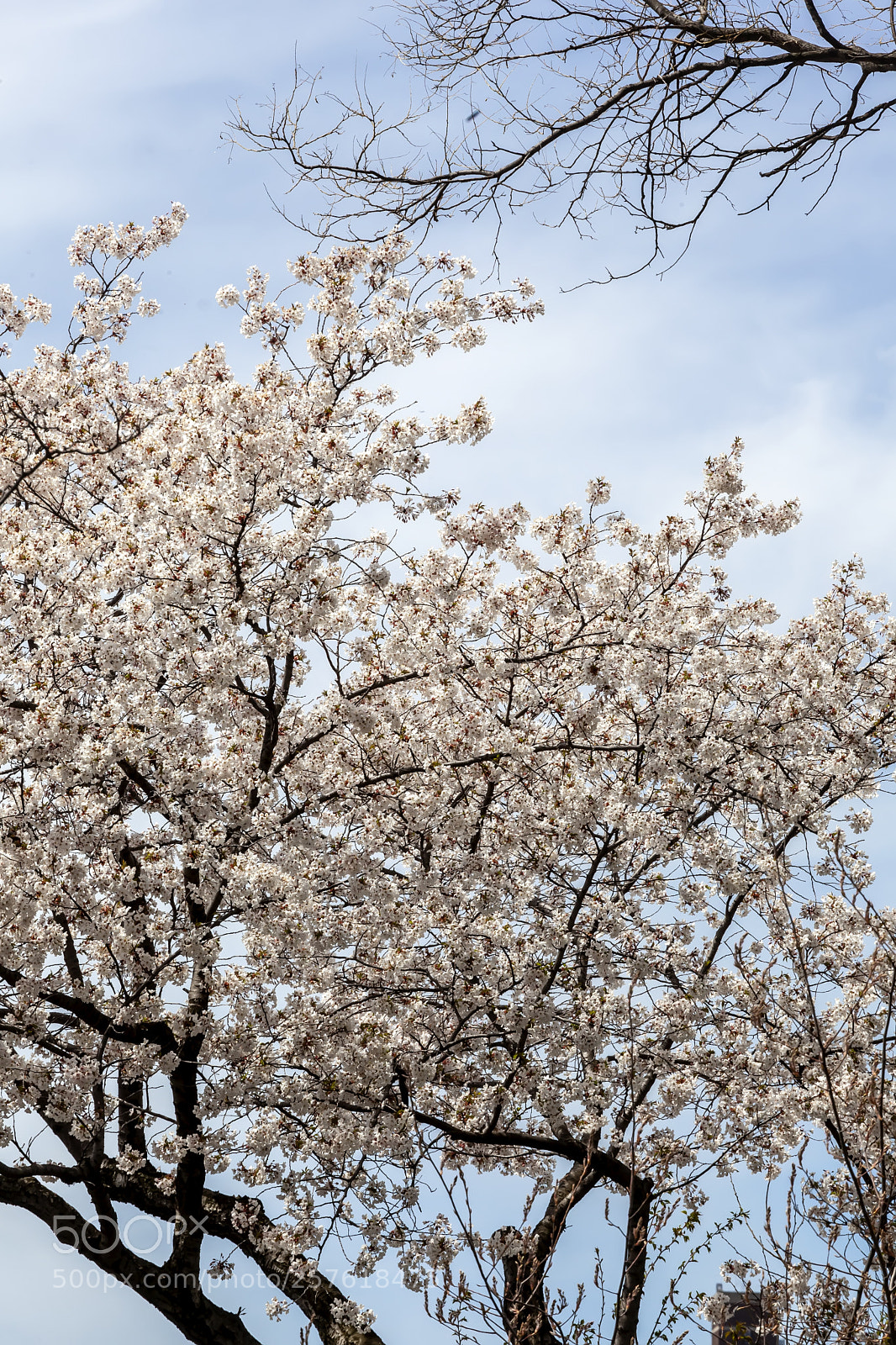 Canon EOS 5D Mark II sample photo. Cherry trees photography