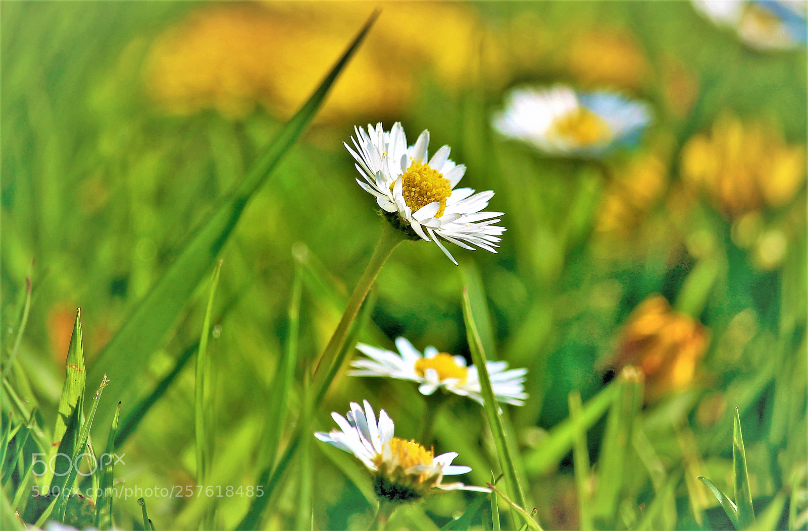 Canon EOS 100D (EOS Rebel SL1 / EOS Kiss X7) sample photo. A daisy photography