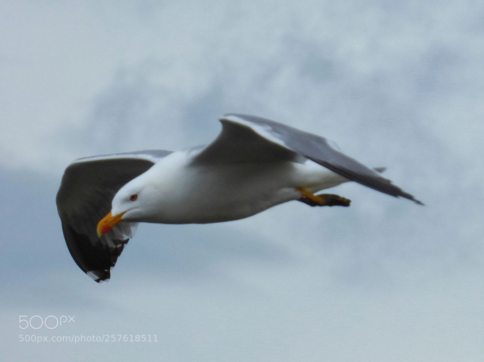 Panasonic DMC-FZ72 sample photo. Yellow-legged gull photography