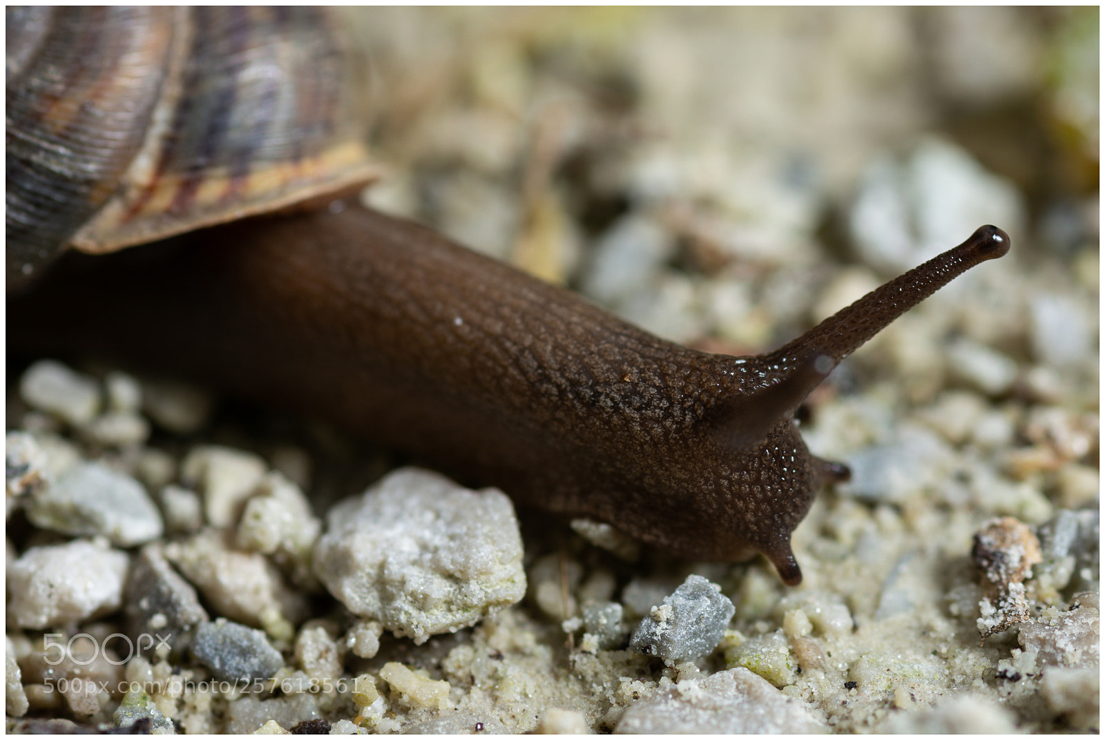 Nikon D7200 sample photo. Snail photography