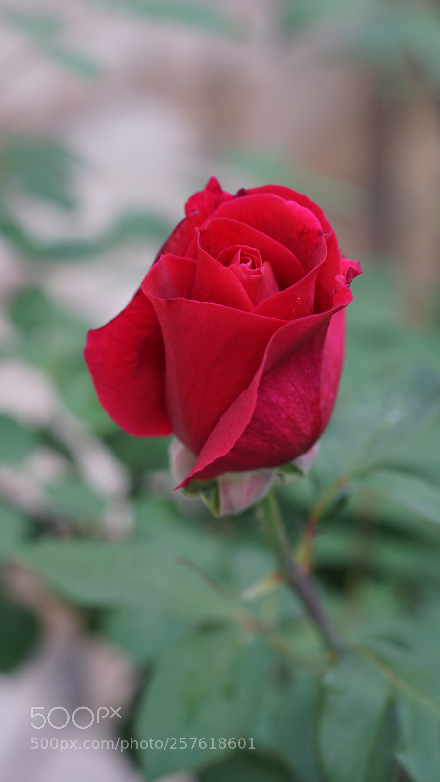 Sony a6300 sample photo. Red rose photography