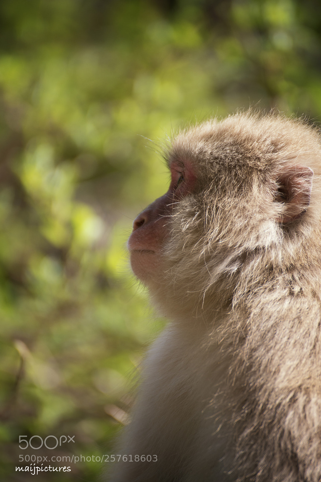 Nikon D750 sample photo. Monkey photography