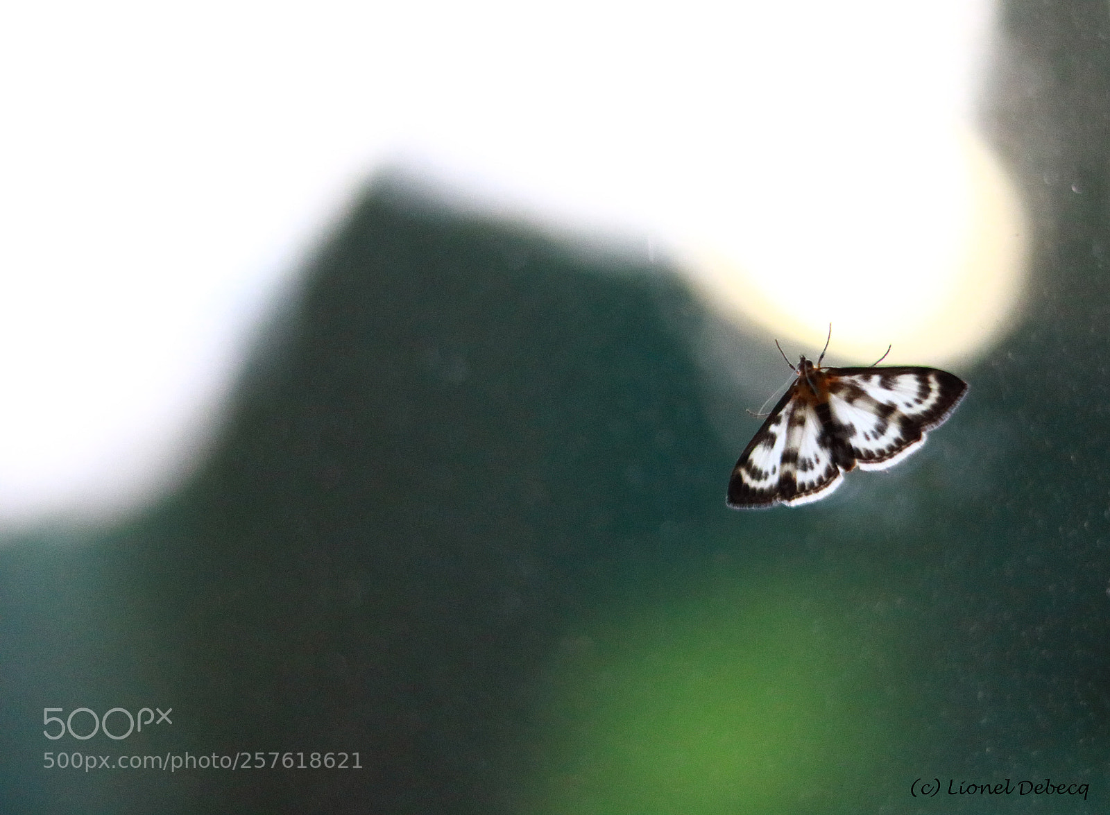 Canon EOS 750D (EOS Rebel T6i / EOS Kiss X8i) sample photo. Butterfly window photography