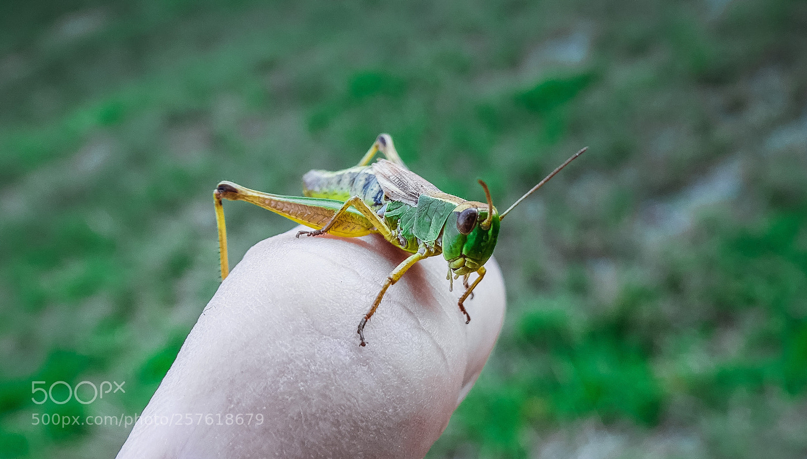Sony Cyber-shot DSC-HX400V sample photo. Locust photography