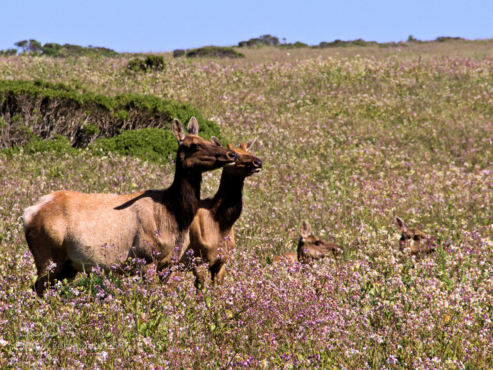 Canon EOS 1100D (EOS Rebel T3 / EOS Kiss X50) sample photo. Tule elk cows and photography