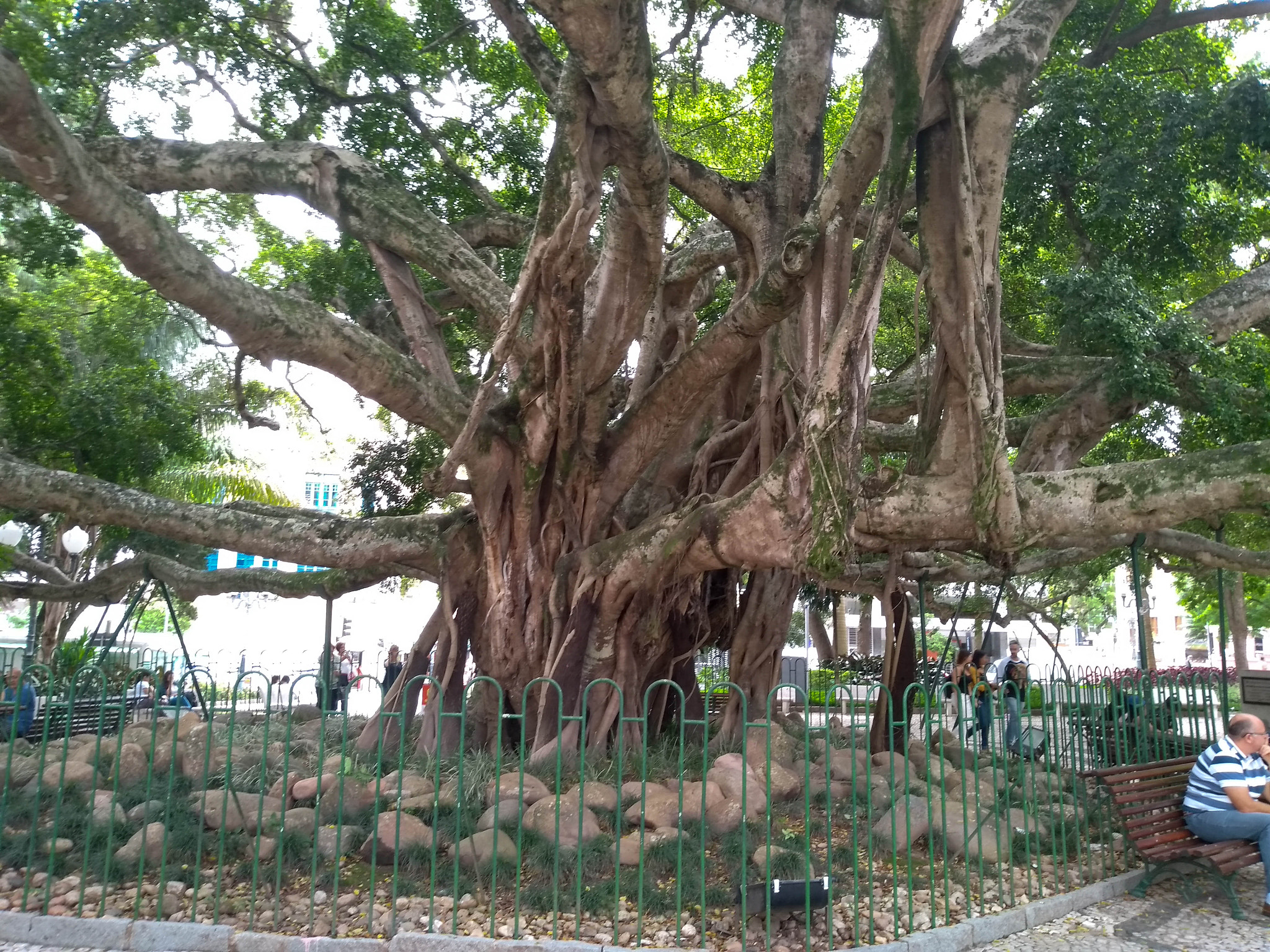 Motorola Moto G (5S) sample photo. Old tree in brazil photography