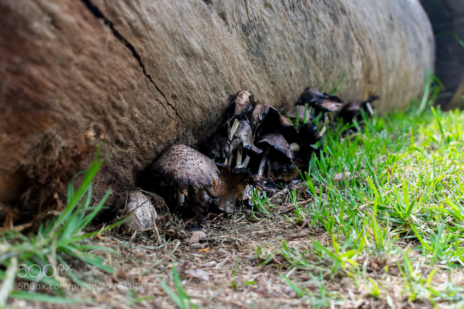 Nikon D3400 sample photo. Mushrooms photography
