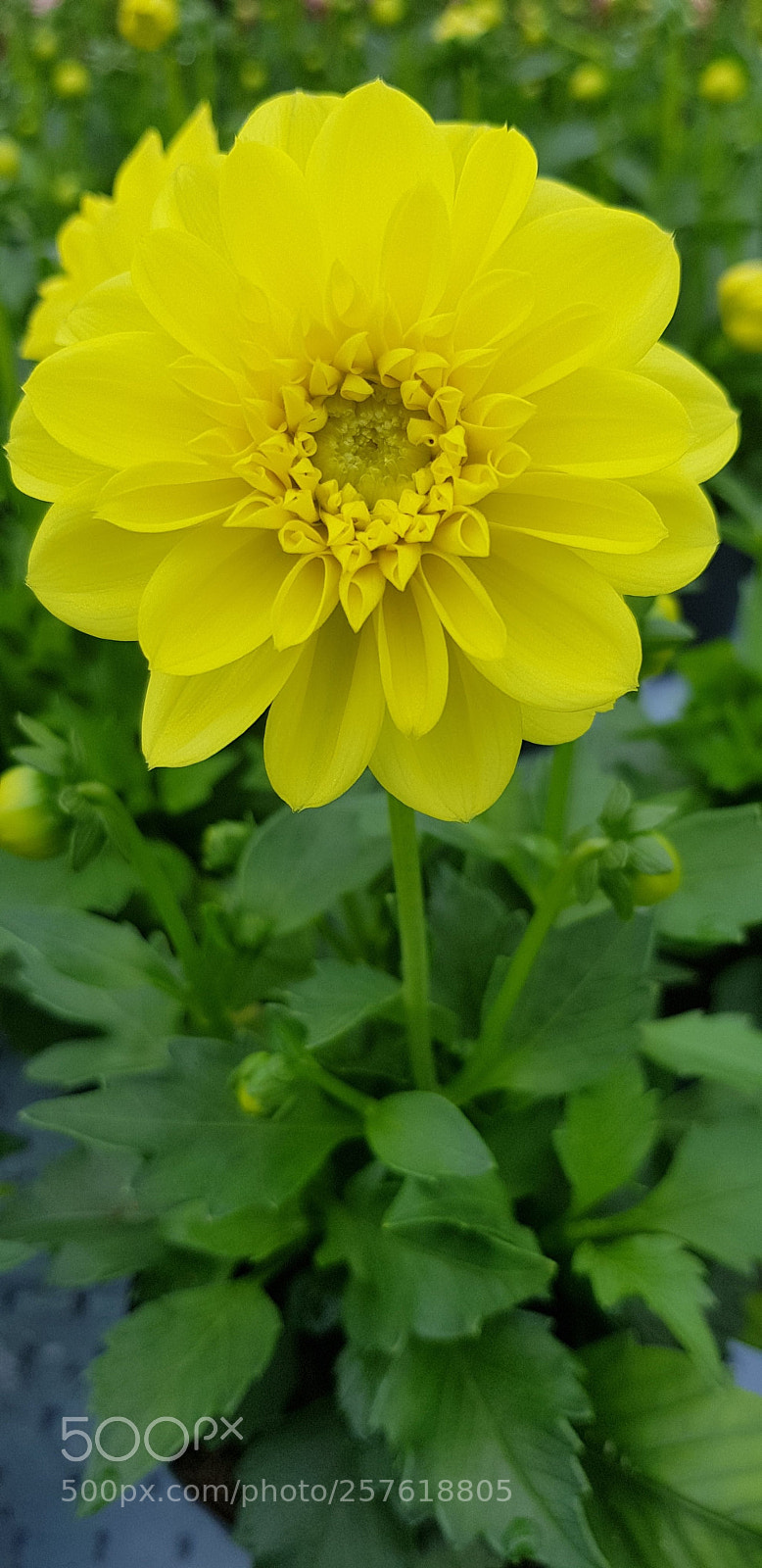 Samsung Galaxy S8 sample photo. Yellow georgin photography