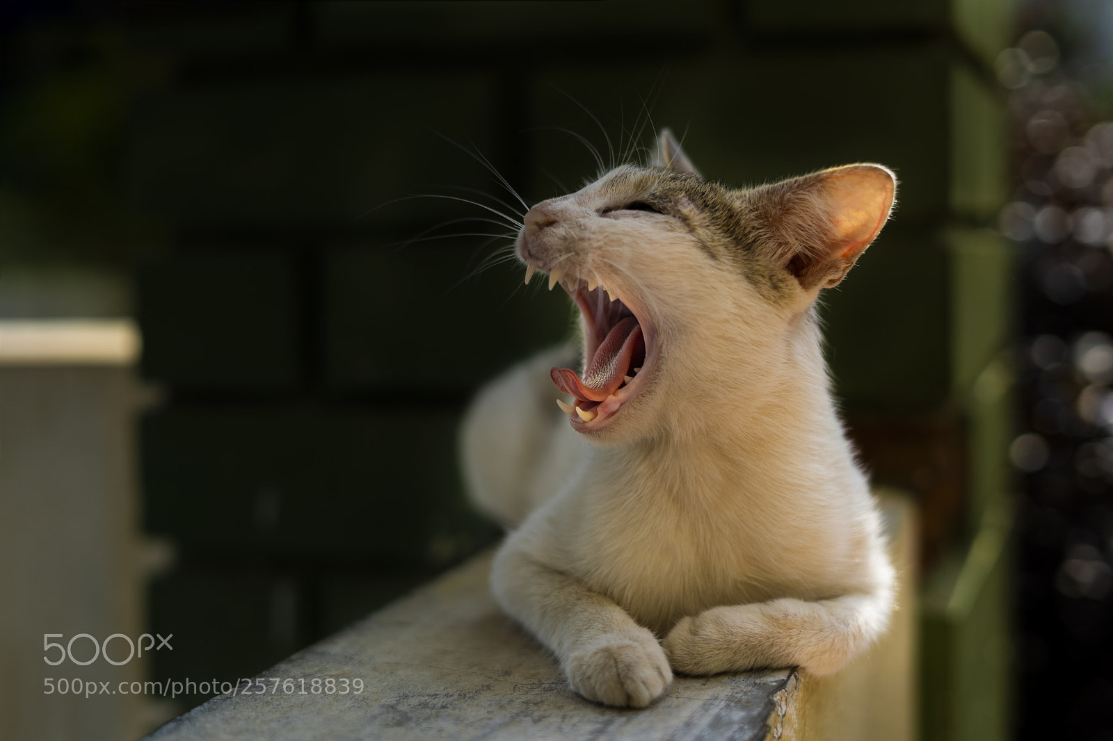 Sony a7 III sample photo. Little tigress photography