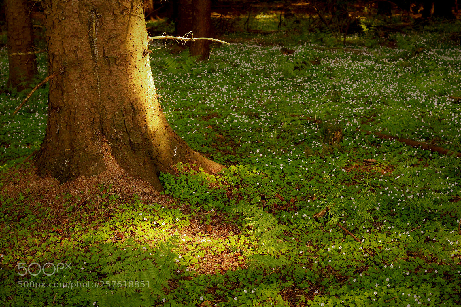 Canon EOS 100D (EOS Rebel SL1 / EOS Kiss X7) sample photo. A carpet of wood photography