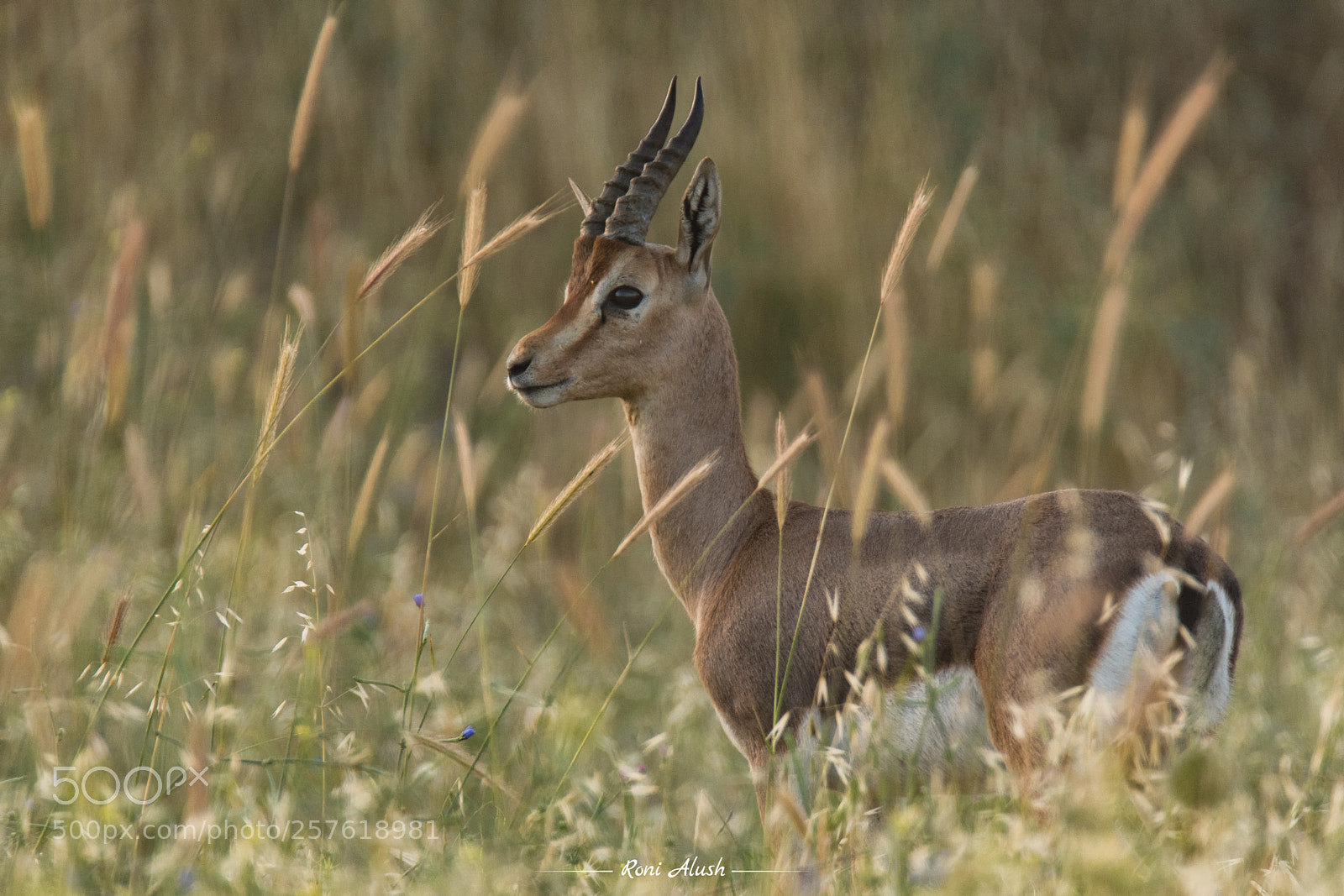 Nikon D500 sample photo. Male photography