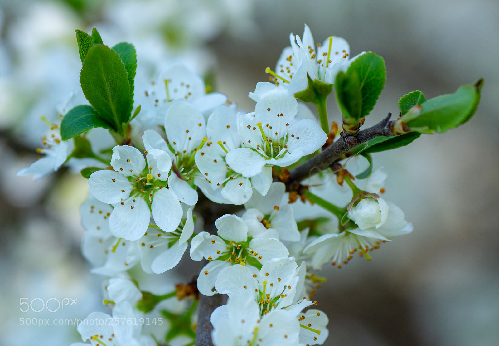 Nikon D7200 sample photo. Prunus spinosa photography