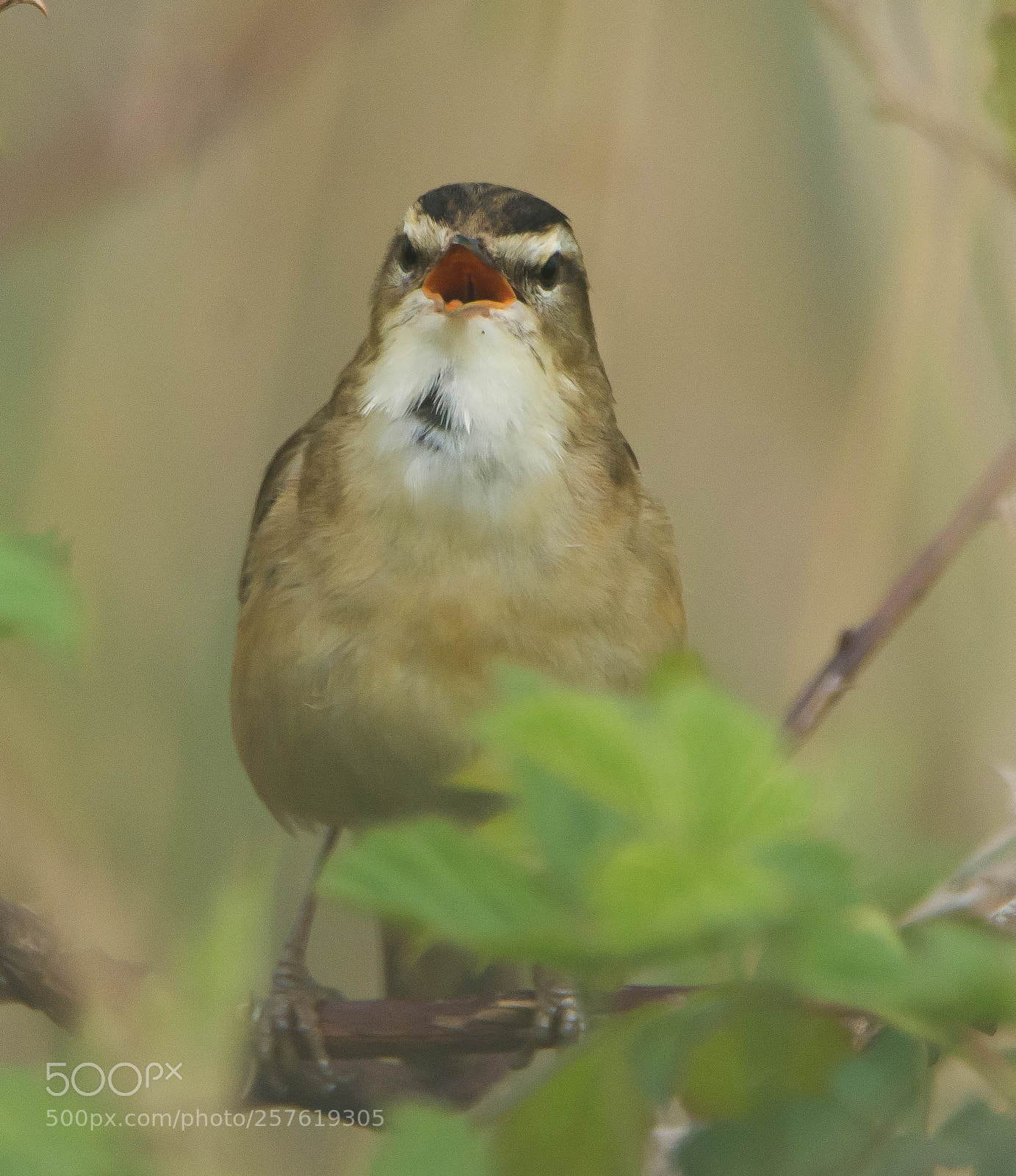 Nikon D7100 sample photo. Sing for a mate 2 photography