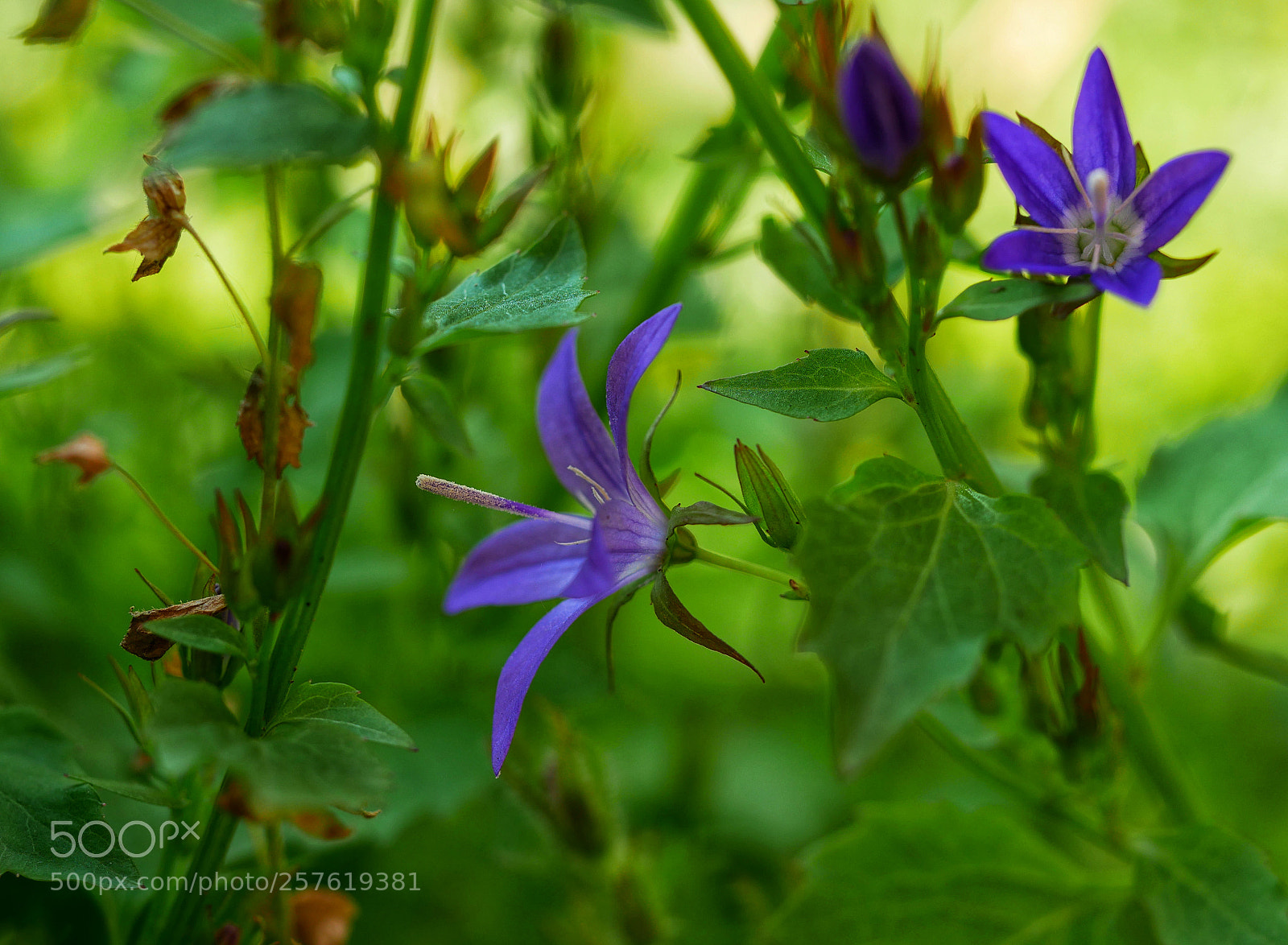 Panasonic Lumix DMC-GX85 (Lumix DMC-GX80 / Lumix DMC-GX7 Mark II) sample photo. ??... photography
