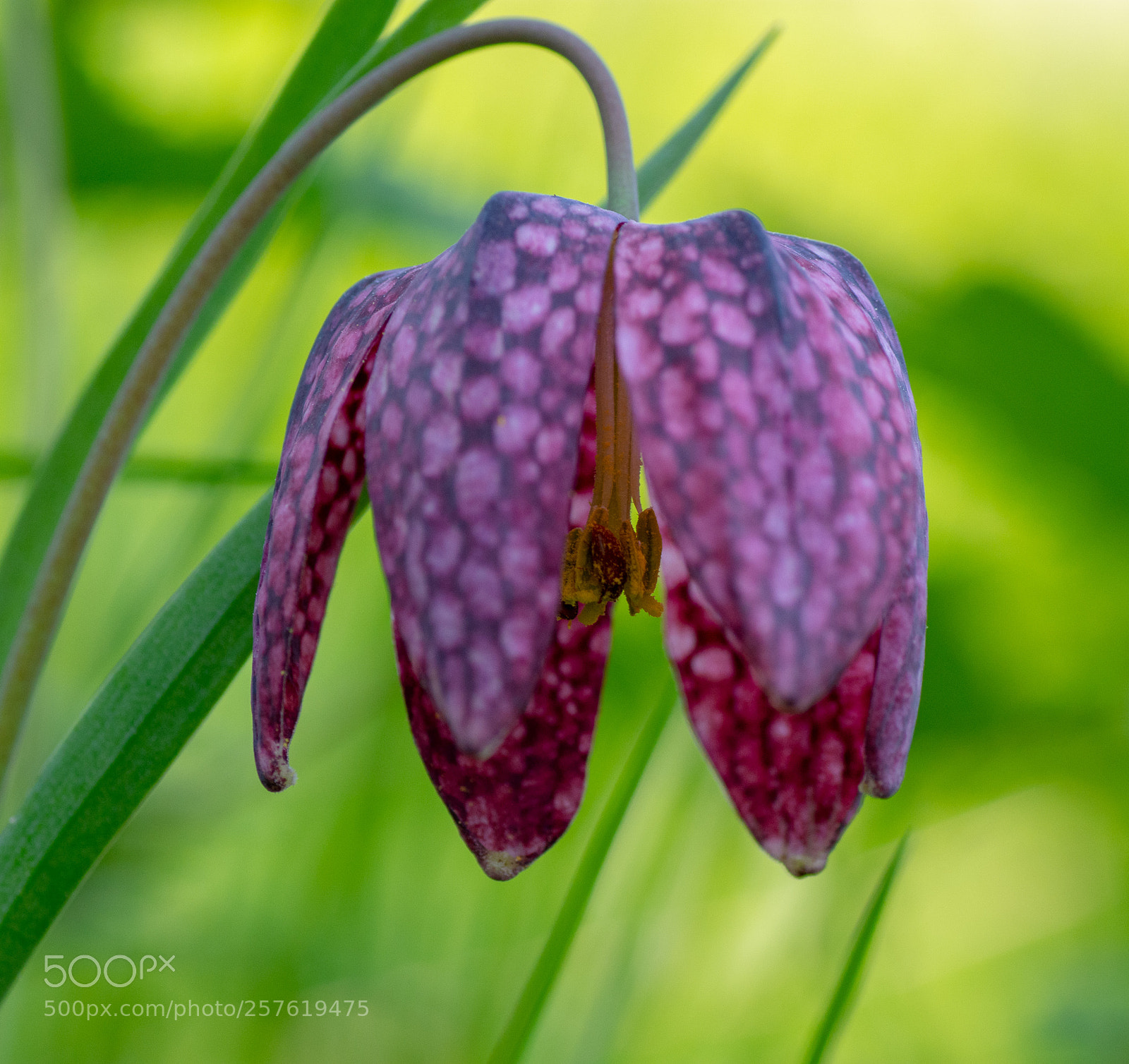 Nikon D7200 sample photo. Fritillaria meleagris photography