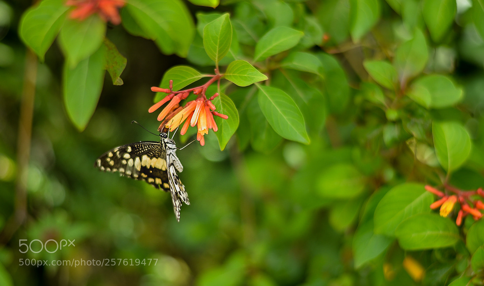 Nikon D5100 sample photo. Fly photography