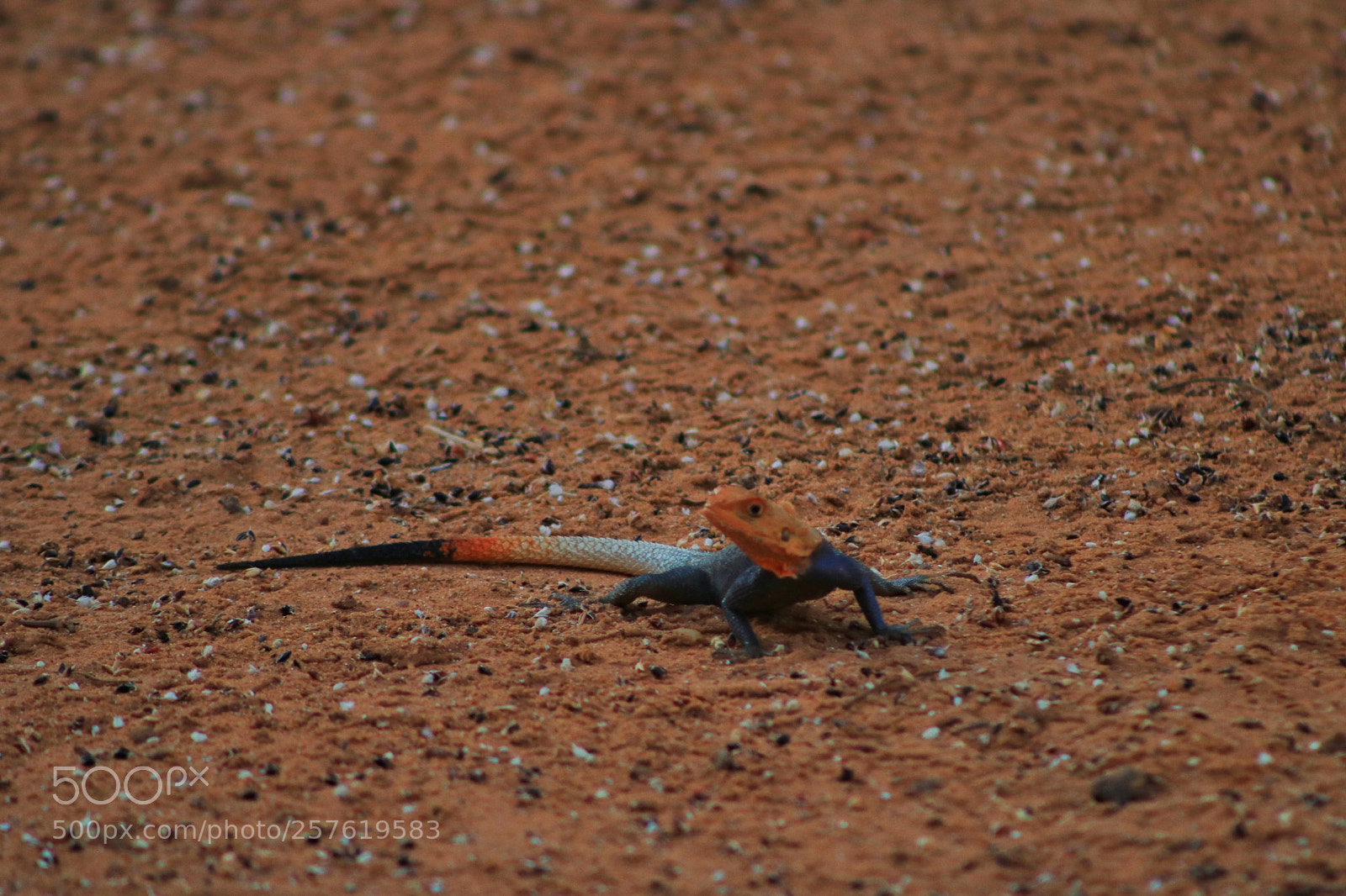Canon EOS 750D (EOS Rebel T6i / EOS Kiss X8i) sample photo. Colorful lizard photography