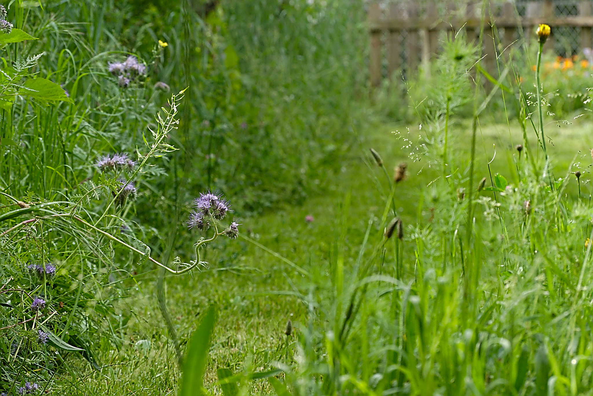 Panasonic Lumix DMC-GM1 sample photo. 2018 05 09 02 suspended phacélie.jpg photography