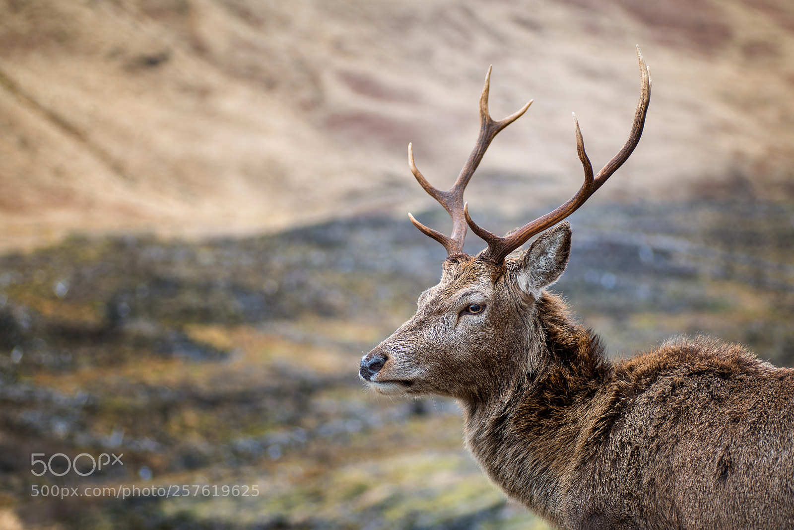 Sony a7R III sample photo. Scotland's wildlife photography