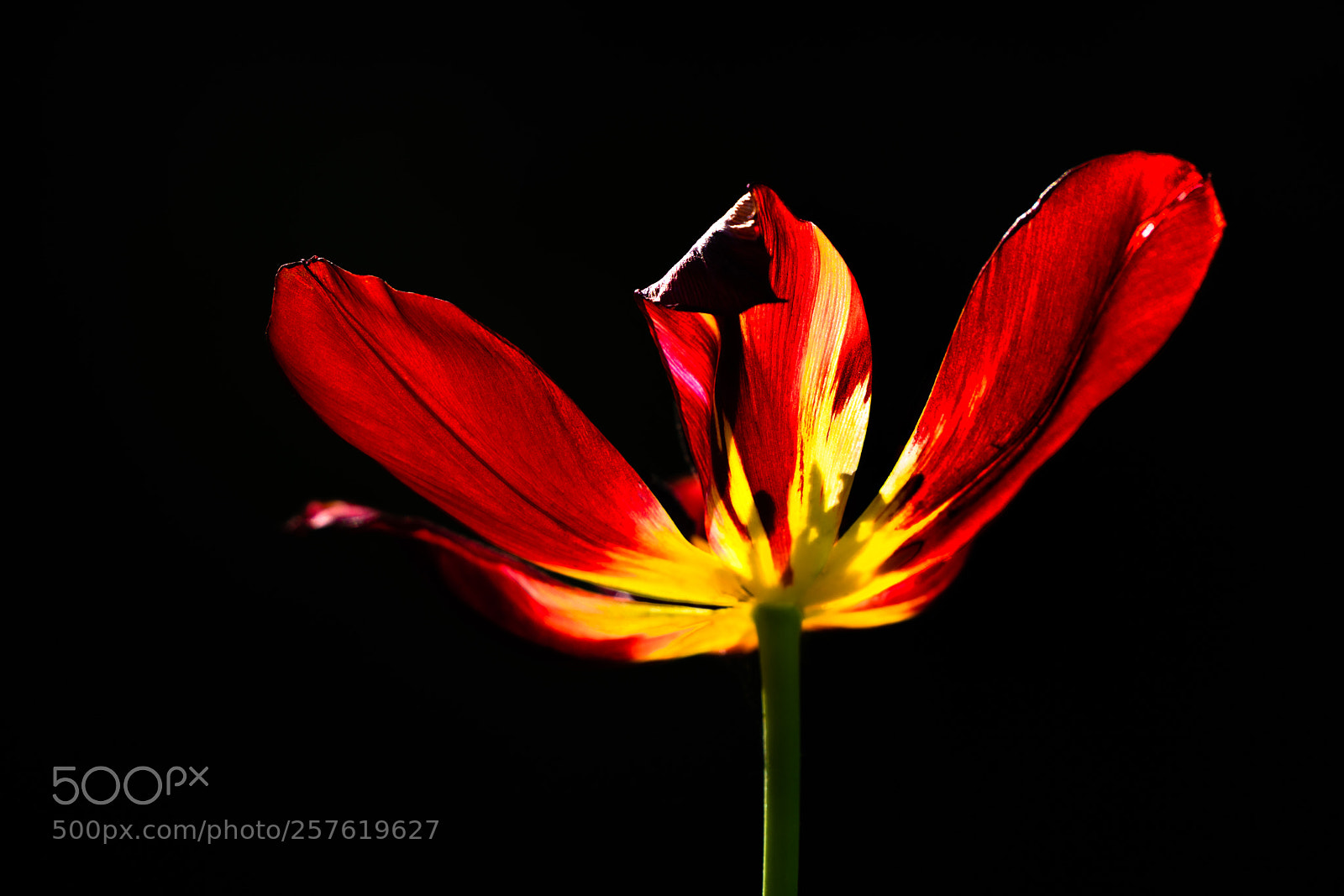 Sony a7R II sample photo. Wide opened tulip photography