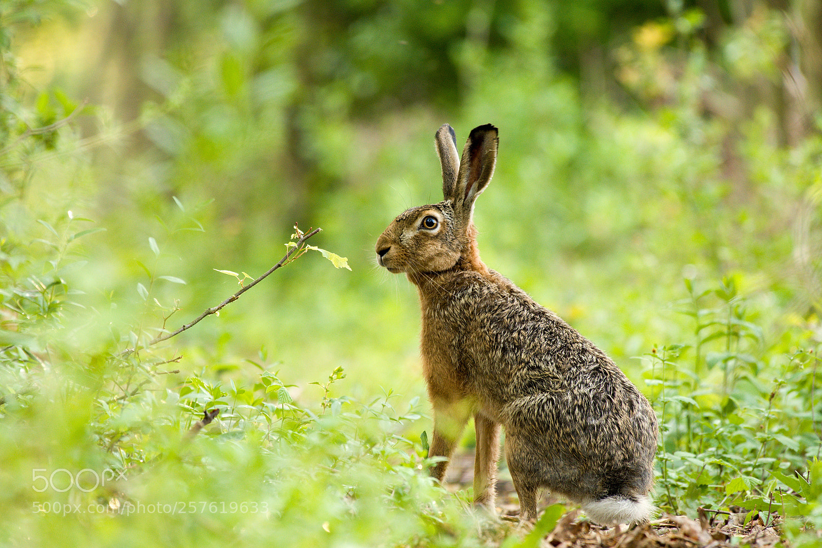 Nikon D500 sample photo. Hare photography