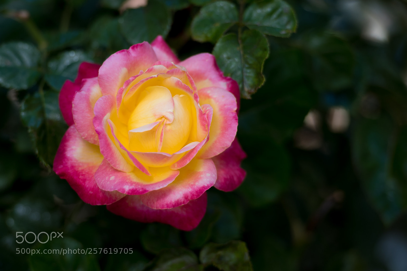 Nikon D750 sample photo. Shades of spring photography