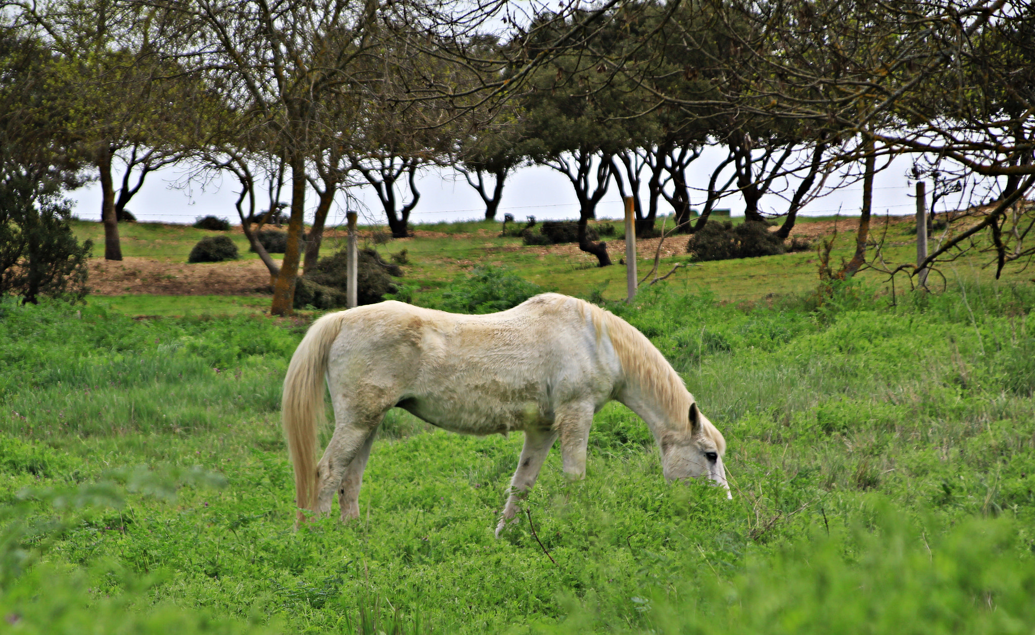 Canon TS-E 90mm F2.8 Tilt-Shift sample photo. Caballo pastando photography