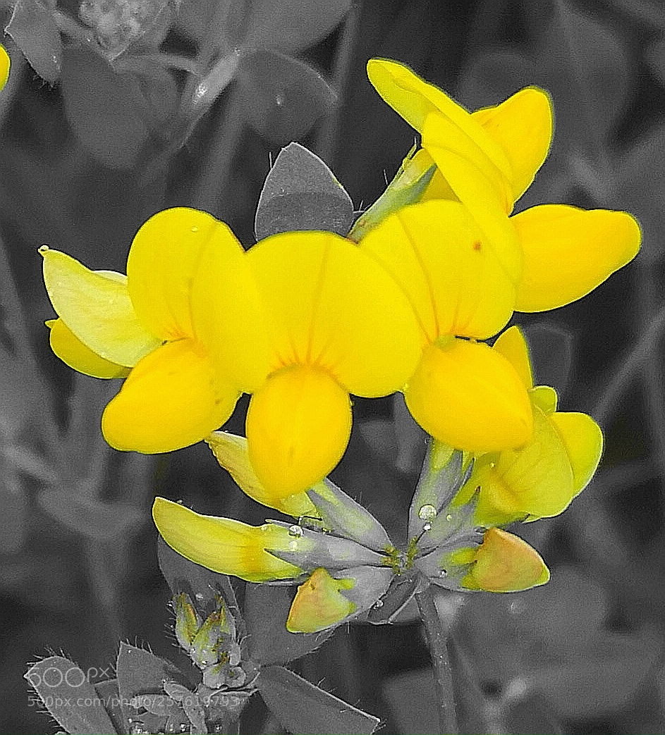 HUAWEI CLT-L09 sample photo. Yellow meadow flowers photography