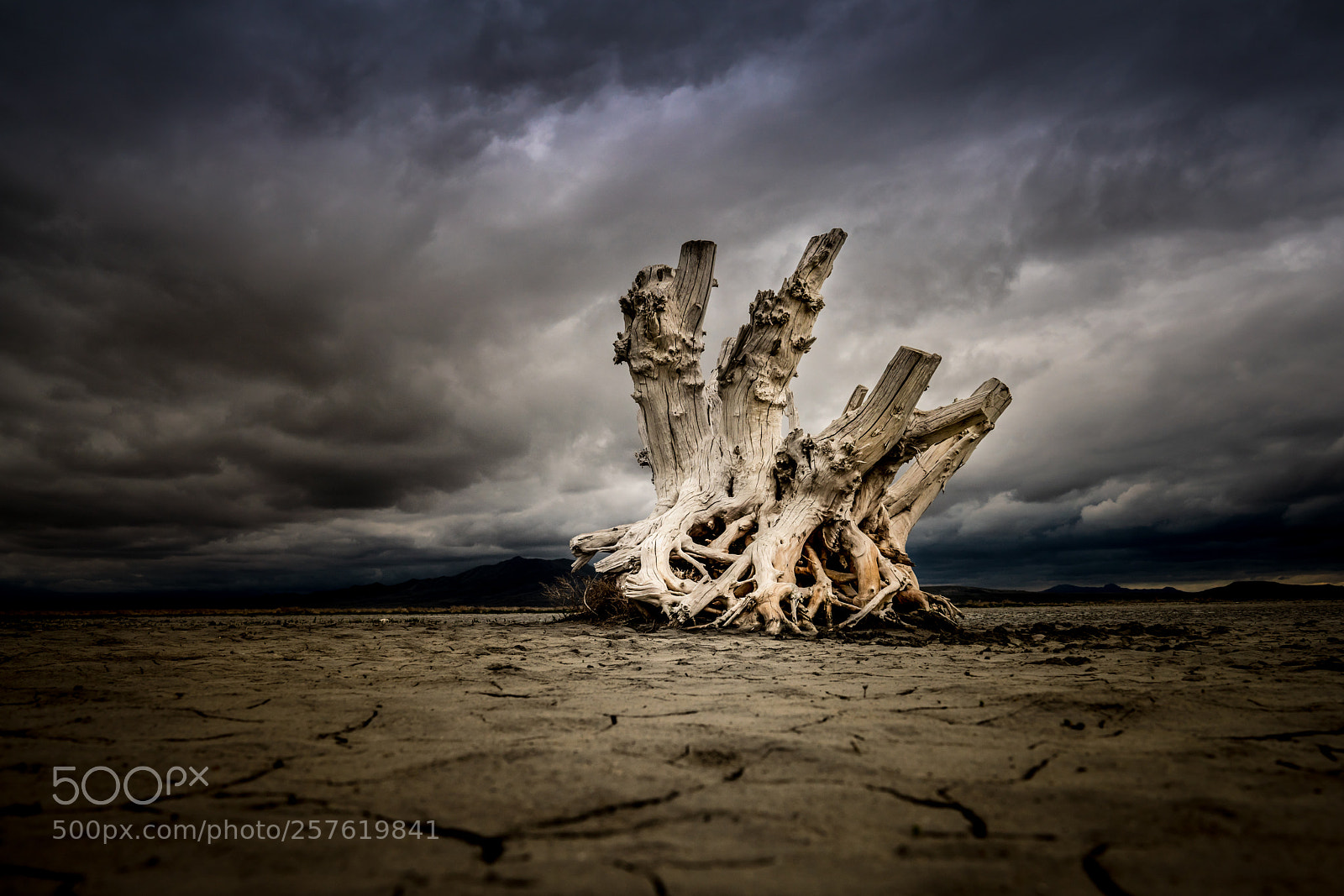 Sony a7R III sample photo. Lone tree photography