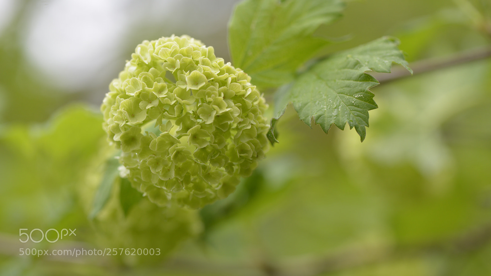 Nikon D800 sample photo. Shades of green  photography