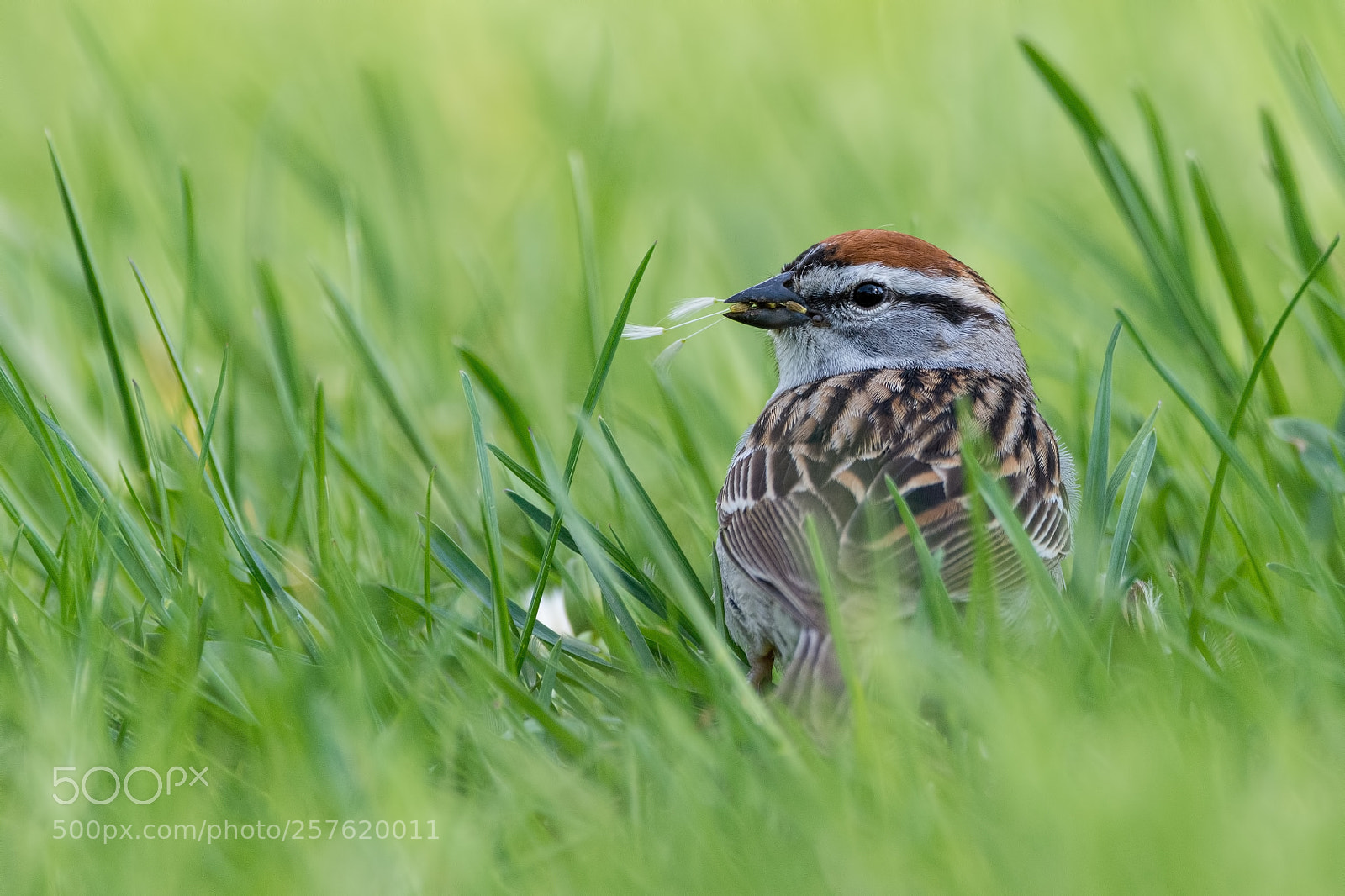 Nikon D7200 sample photo. Chipping sparrow photography