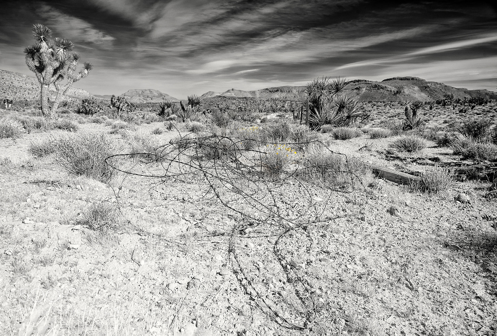 Nikon D800 sample photo. Barbed wire photography