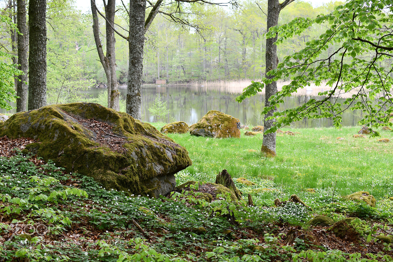 Nikon D7500 sample photo. Spring light green photography
