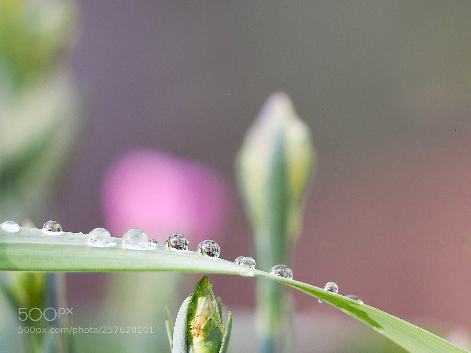 Olympus OM-D E-M5 sample photo. Droplets photography