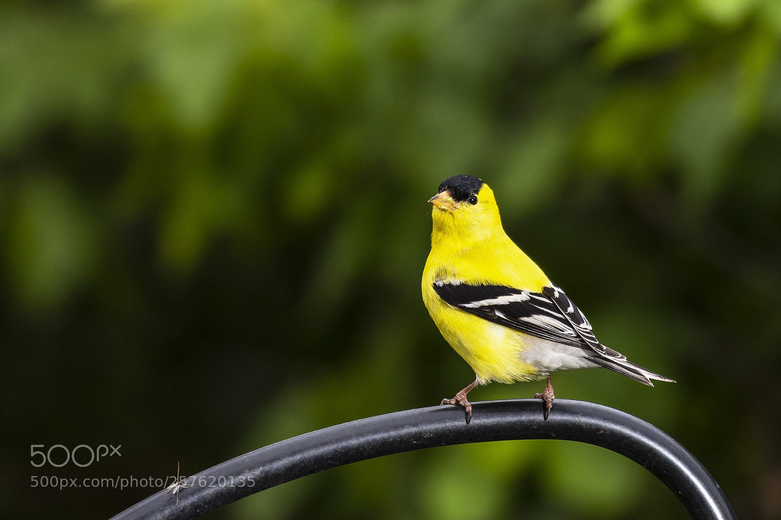 Nikon D810 sample photo. Male goldfinch photography