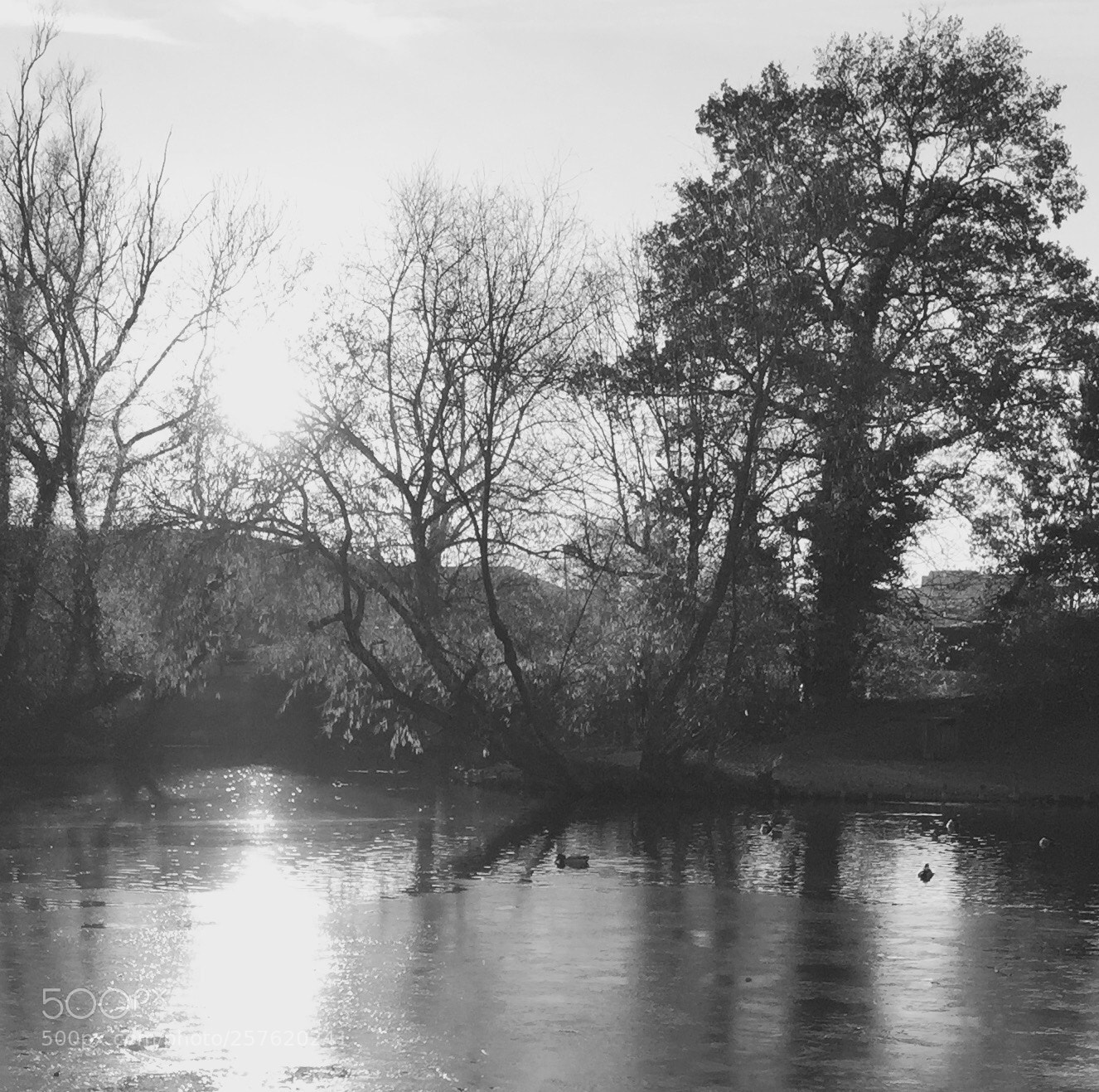 Apple iPhone 6 sample photo. Moat pond 2 photography