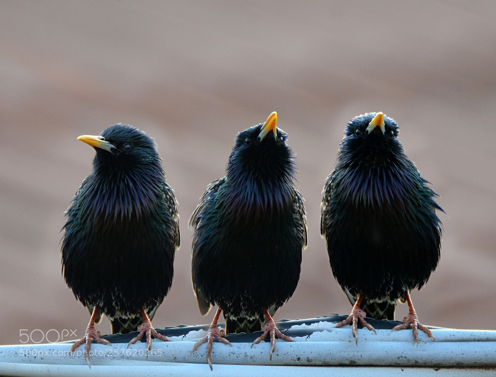 Nikon D7100 sample photo. Looking up! photography