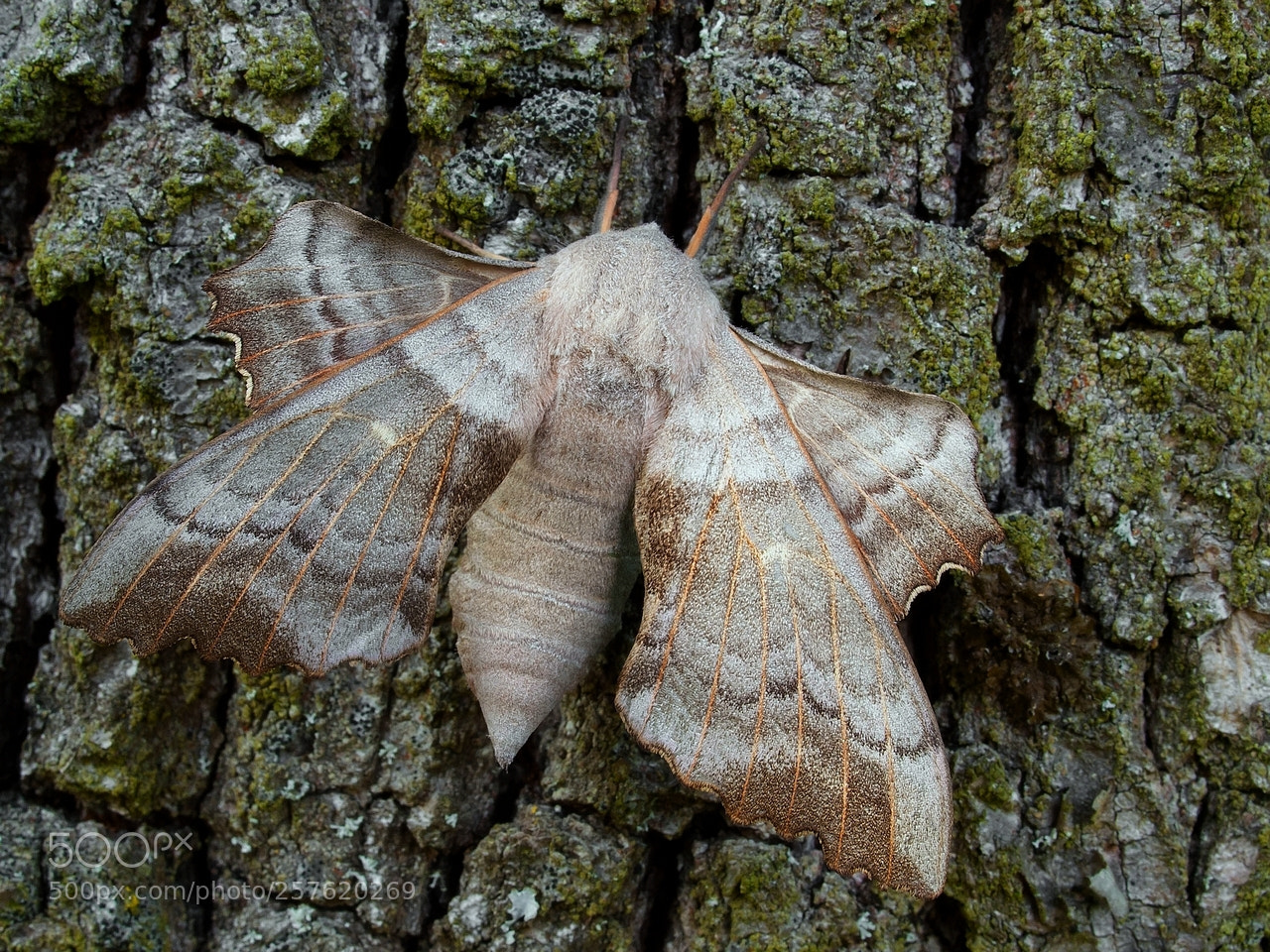 Olympus E-3 sample photo. Laothoe populi ( poplar hawk-moth ) photography