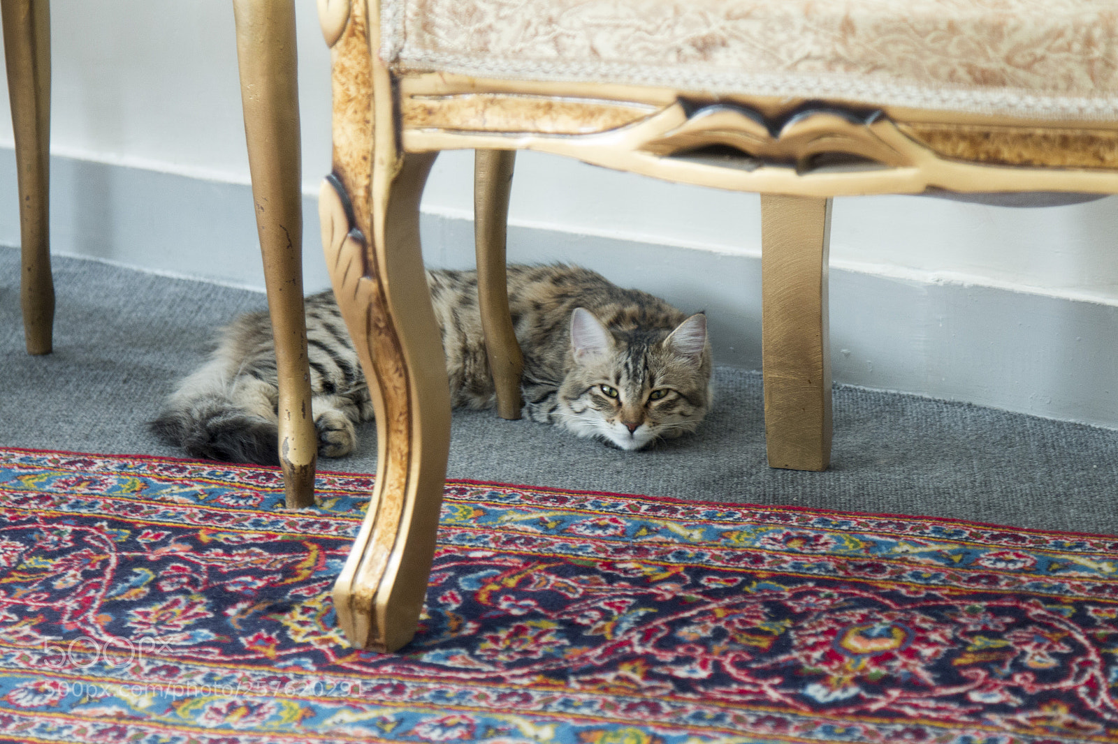 Canon EOS 70D sample photo. My lovely cat photography