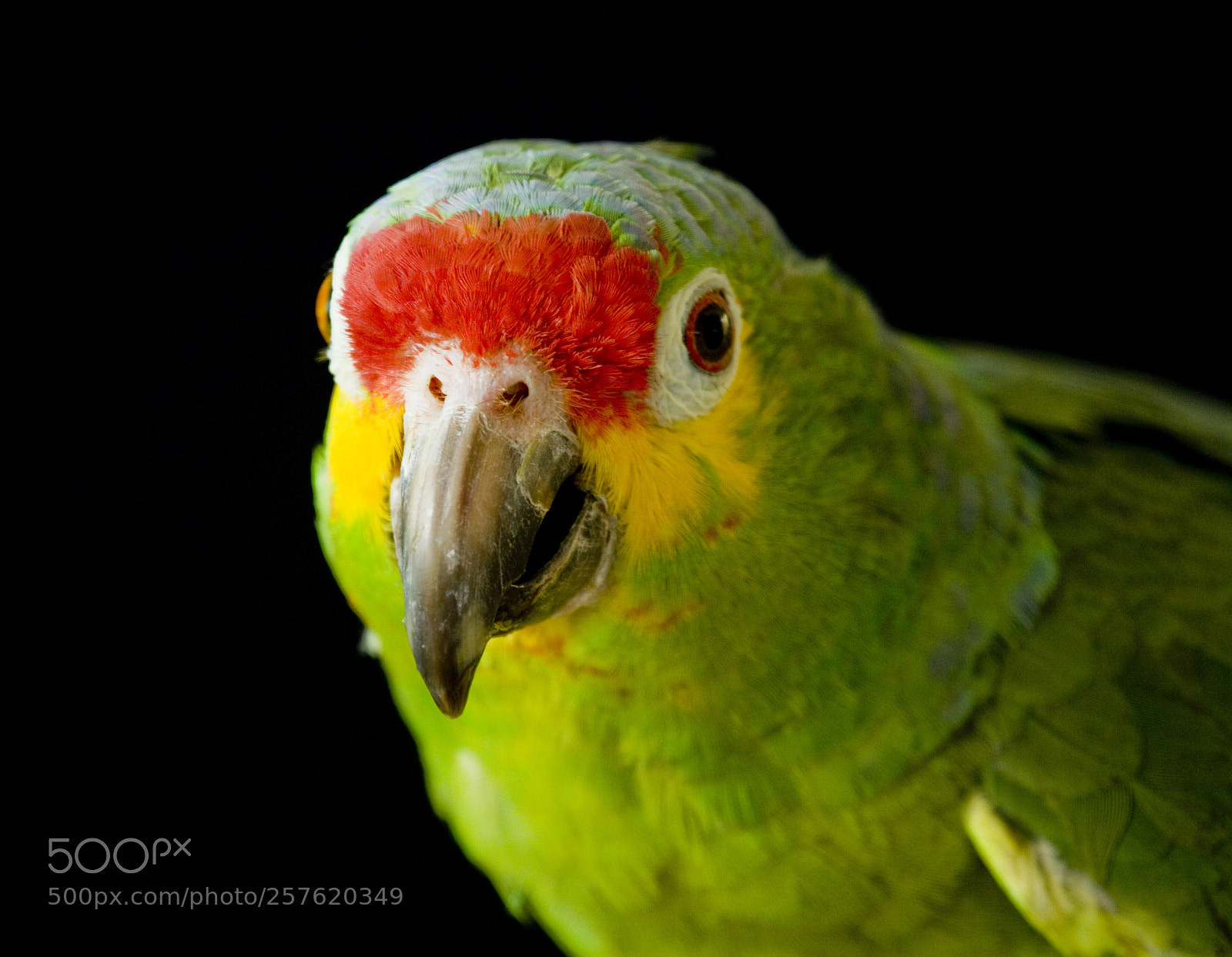 Canon EOS 50D sample photo. Delightful color photography