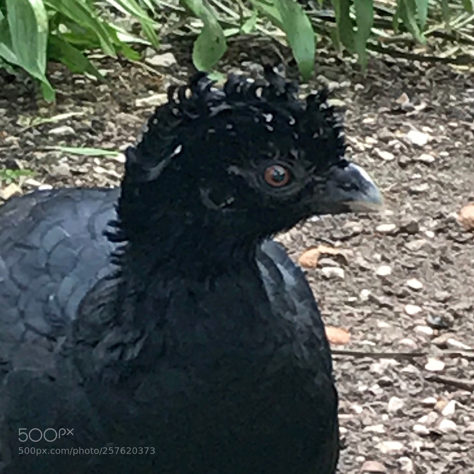 Apple iPhone 7 sample photo. Barefaced curassow photography