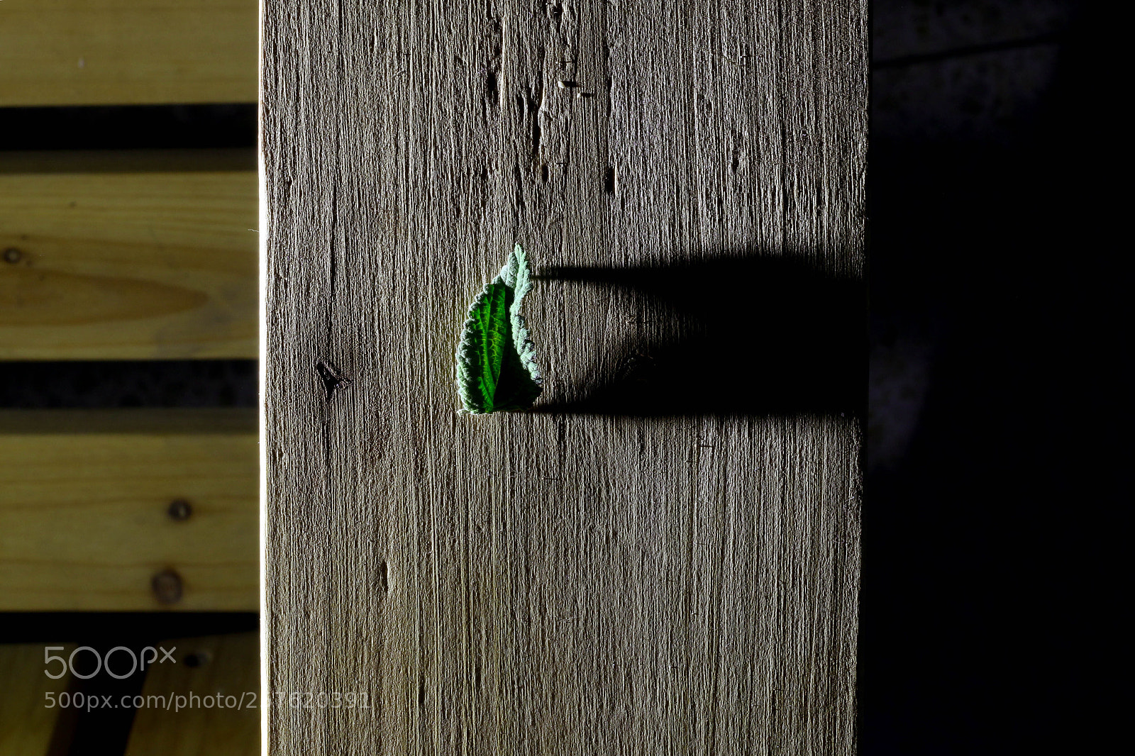 Canon EOS 70D sample photo. Untitled photography