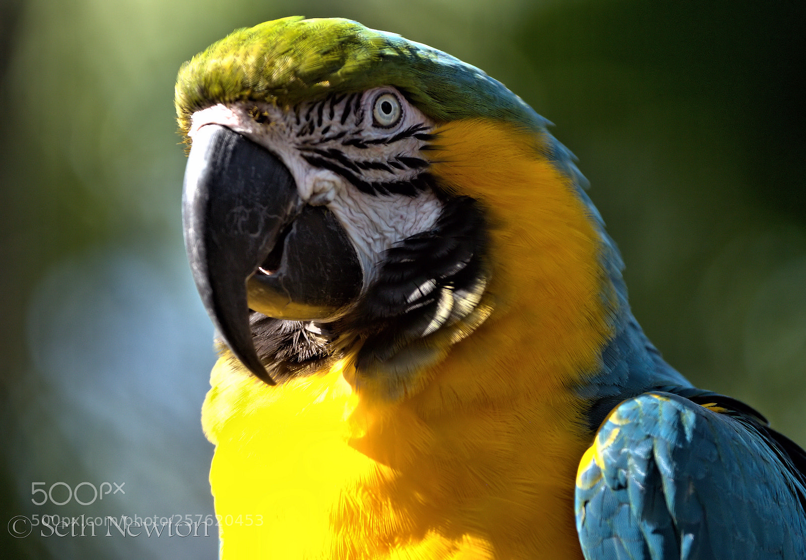 Panasonic Lumix DMC-GH4 sample photo. Yellow belly photography