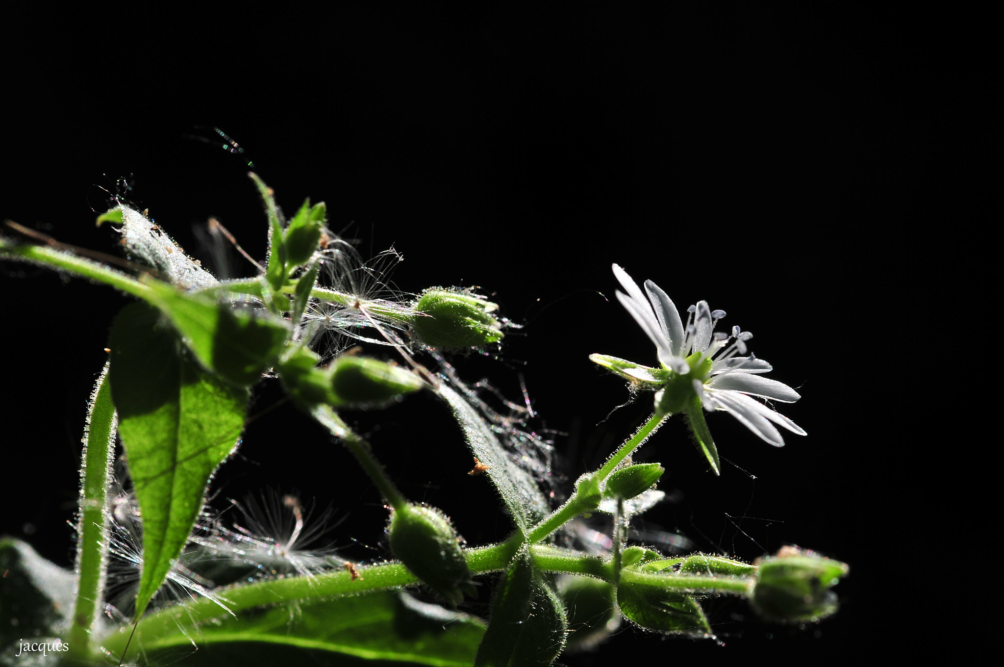 Nikon D300 + Sigma 105mm F2.8 EX DG Macro sample photo. White flower photography