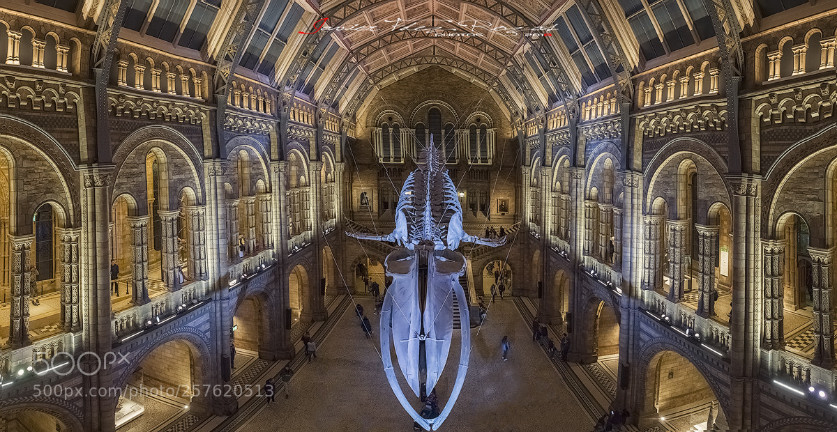 Olympus OM-D E-M1 sample photo. Natural history museum photography