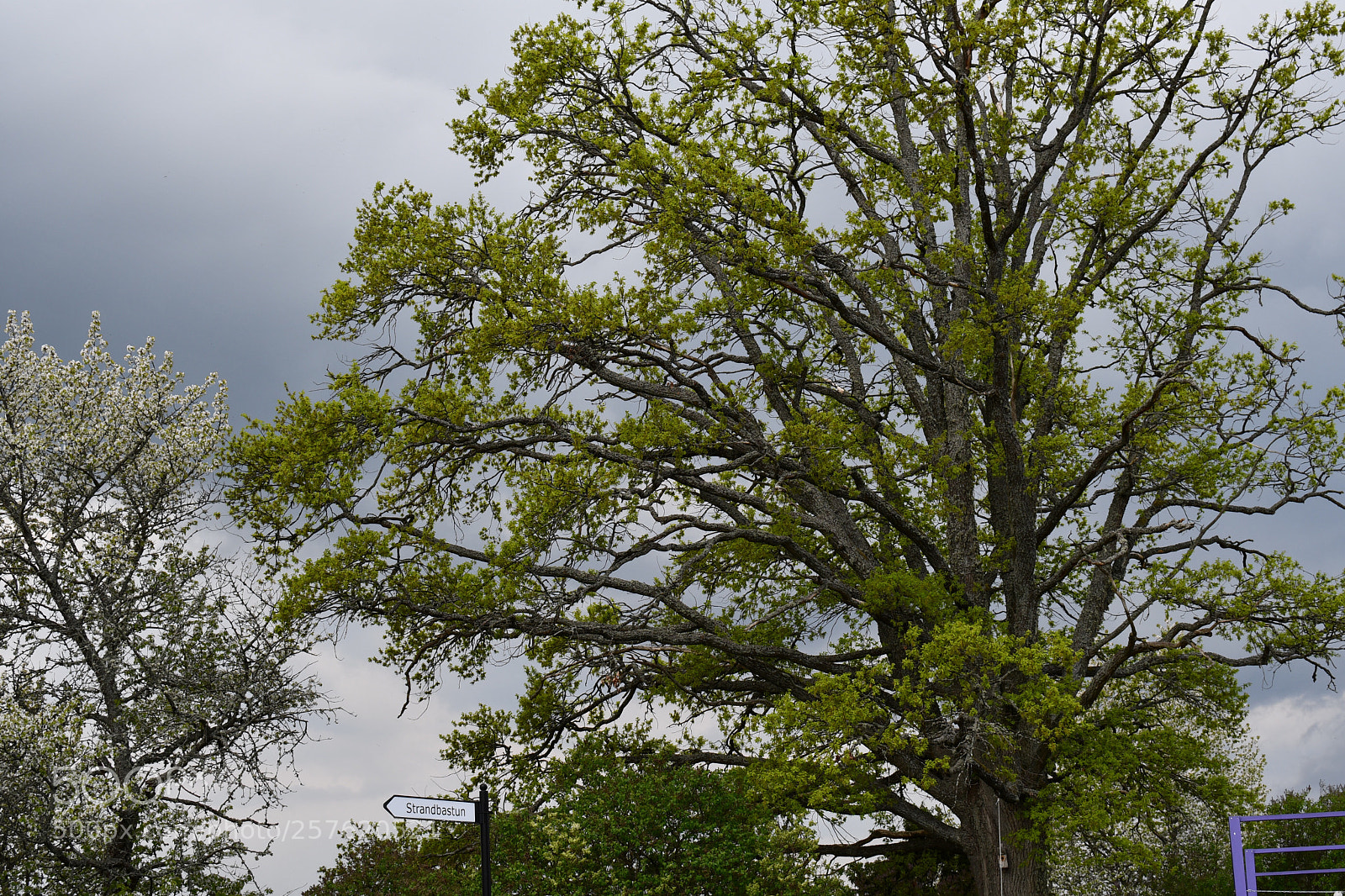 Nikon D7500 sample photo. Thunder photography