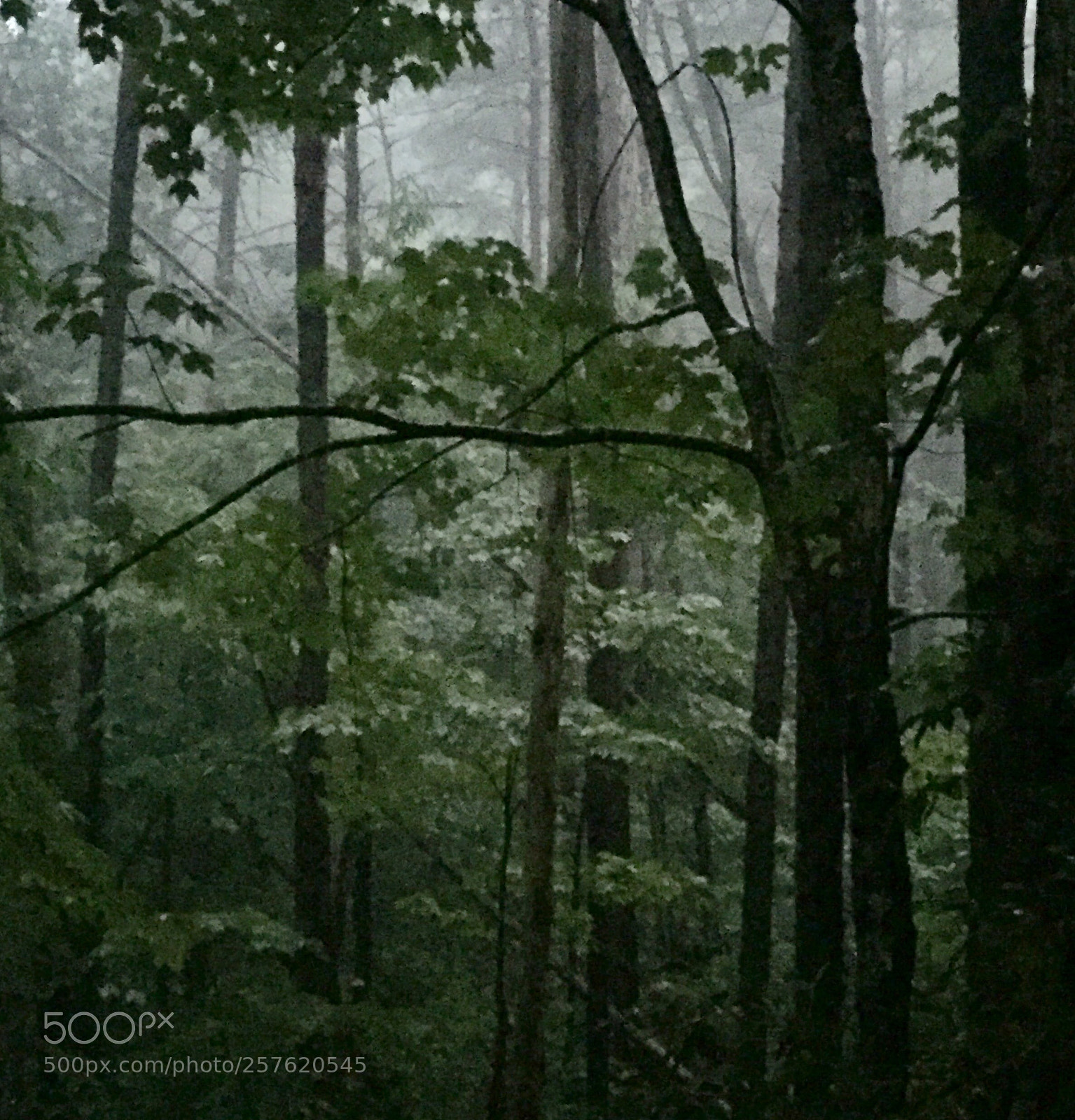 Apple iPhone 6 sample photo. Storm in the woods photography